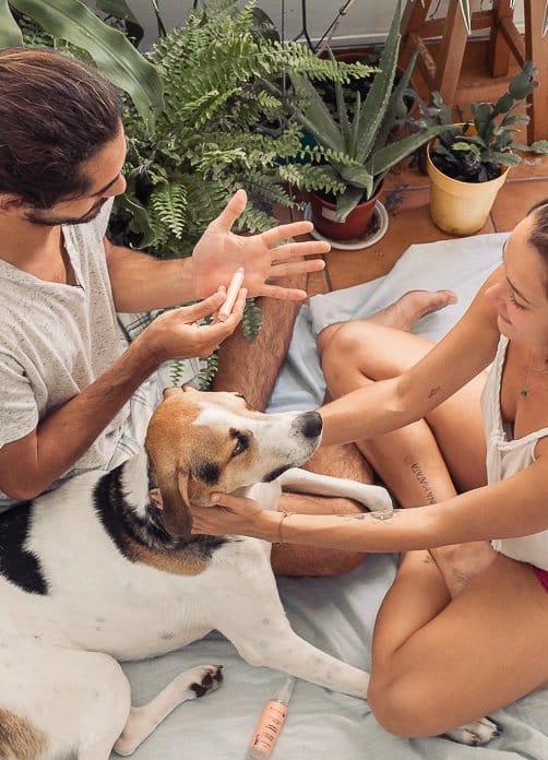 como acalmar seu cachorro